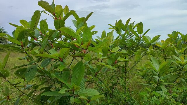 Kratom plant (Mitragyna speciosa) grows wild in tropical Borneo