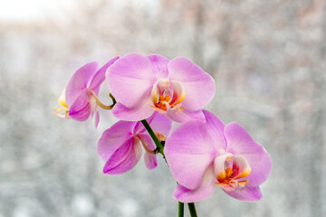 Purple orchid branch on white winter background
