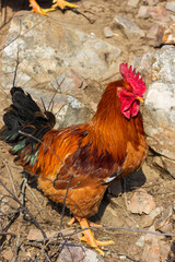rooster in the farm