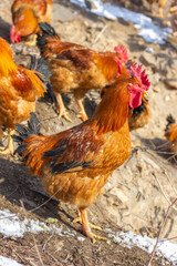 A flock of roosters on a winter hillside