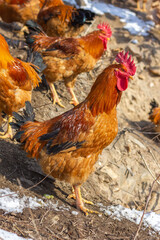 A flock of roosters on a winter hillside