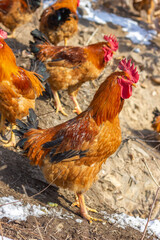 A flock of roosters on a winter hillside