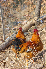rooster and hen