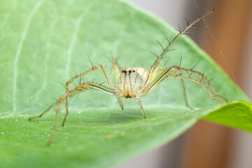 Macro of Lynx spider on green leaf.Close up of Oxyopes javanus Throll Oxyopes linestipes (C.L. Koch) in the garden.