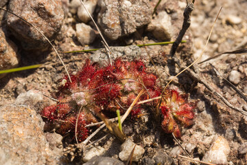 Group of nice plants of Drosera spirocalyx, a carnivorous plant, in natural habitat in the Serra do...