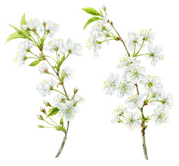 Delicate white spring cherry blossoms on a twig. Watercolour illustration. A set of beautiful colors for your design