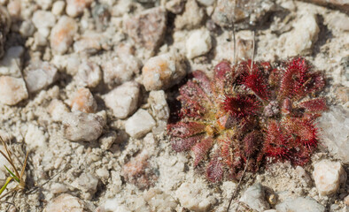Two rosettes of the carnivorous plant Drosera spirocalyx in natural habitat in the Serra do Cipo Nationalpark in Minas Gerais, Brazil