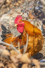 Closeup of a rooster on a winter hillside