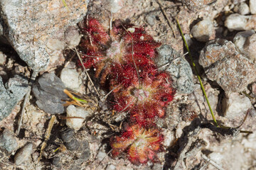 Group of nice plants of Drosera spirocalyx, a carnivorous plant, in natural habitat in the Serra do Cipo National Park in Minas Gerais, Brazila