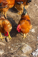 A flock of roosters on a winter hillside
