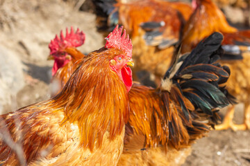 rooster in the farm