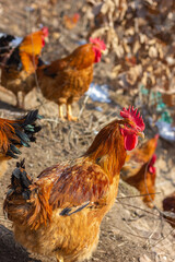 A flock of roosters on a winter hillside