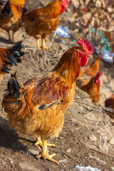 A flock of roosters on a winter hillside
