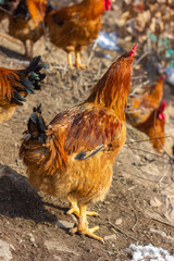 A flock of roosters on a winter hillside