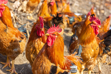 A flock of roosters on a winter hillside