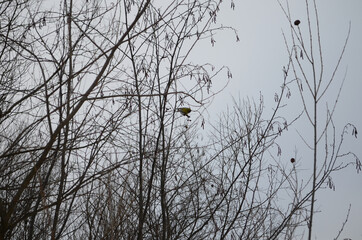 mountain river in wintertime. carpathian landscape with spruce forest and snow covered shore ukraine