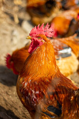 Big rooster head close-up