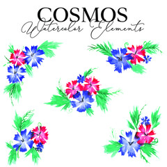 Cosmos Flower Watercolor Illustration Vector 