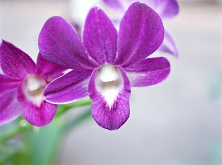 macro purple orchid cooktown ,phalaenopsis ,Dendrobium bigibbum ,moth orchids flower plants and...