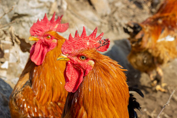 Two big roosters looking in one direction head close-up