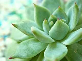 succulent plants Echeveria water drops ,Ghost-plant, cactus desert plants with blurred background ,macro image ,soft focus ,sweet color for card design