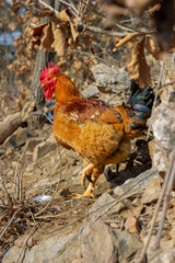 A rooster lifts a foot on a winter hillside