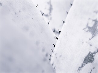 Abstract leave in black and white image , blurred background ,macro and old vintage style photo for card design ,abstract background