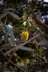 Beautiful curious bird in a bush looking aside