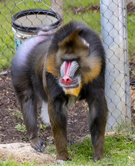 baboon monkey