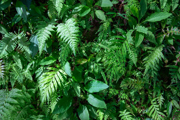 Green fern foliage macro landscape, forest leaf texture photo. Wild nature floral background. Fresh fern foliage closeup. Leafy natural pattern. Summer forest card template. Decorative leaf banner