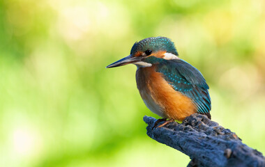 Сommon kingfisher, Alcedo atthis. The bird sits on an old dry branch above the river, beautiful green background