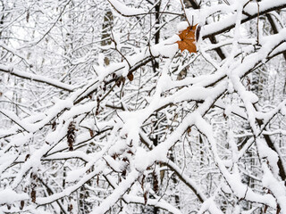 snow-covered tree branches close up in snowy city park on overcast winter day