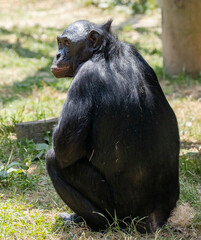 chimp