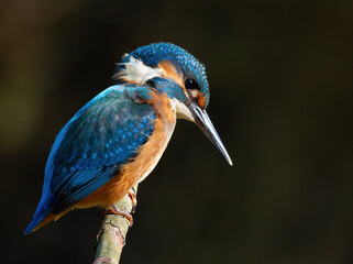Сommon kingfisher, Alcedo atthis. The bird sits on an old dry branch above the river