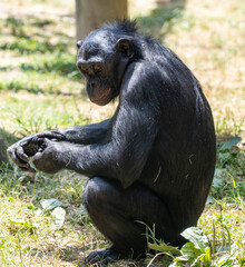 chimp
