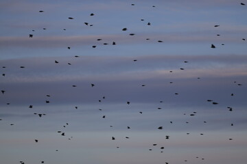 flock of birds on the wintersky