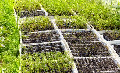 Seedlings in boxes at organic vegetable farm, selective focus.