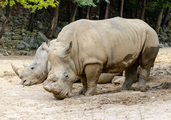 Naklejka premium rhino in the zoo
