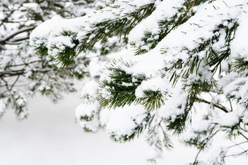 snowbound branch of pine tree close up on overcast winter day (focus on the twig in foreground)