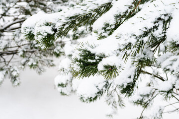 Fototapeta premium snowbound branch of pine tree close up on overcast winter day (focus on the twig in foreground)