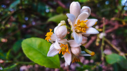 Obraz premium Lemon flower Scientific name: Citrus aurantifolia Swing. Common name: Lime, Common Lime Perennial shrub. This picture is taken with a blurry face. In the back garden Ban Mi District Lopburi Province, 