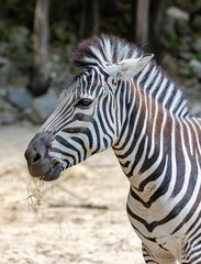 zebra in zoo