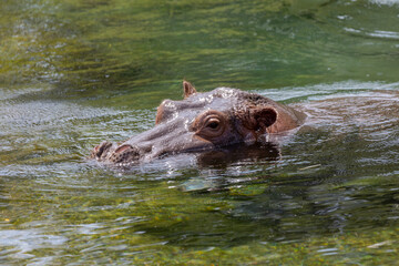 hippo in the water