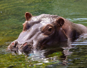 hippopotamus in water