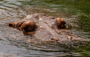Fototapeta premium hippopotamus in water