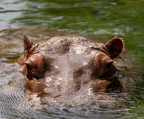 hippopotamus swimming in water