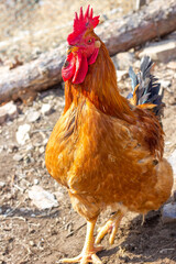 red rooster in the grass