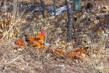 red rooster in the grass