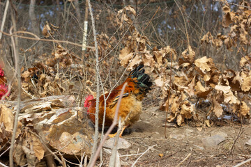 chicken in the grass