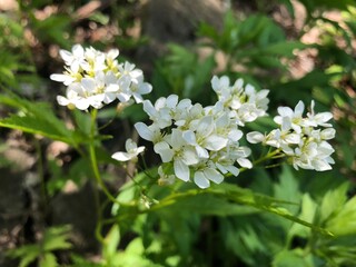 white flowers in the garden